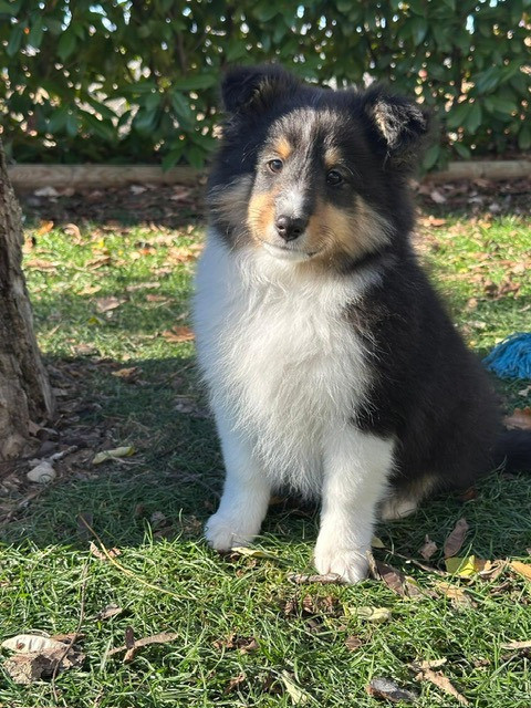JDB BECKYGABLE'S - Chiots disponibles - Shetland Sheepdog